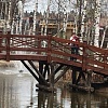Руза Фэмили: березовая роща