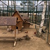 Руза Фэмили: сазаны в зоопарке