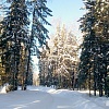 восход в королевском лесу