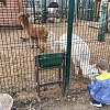 Руза Фэмили: можно покормить с руки