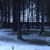 Руза Фэмили: уникальные лесные участки
