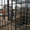 Руза Фэмили: павлины