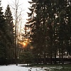 Руза Фэмили: лесные участки