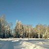 королевский лес