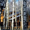 	Березовая роща - уникальный оазис для четырех соседей